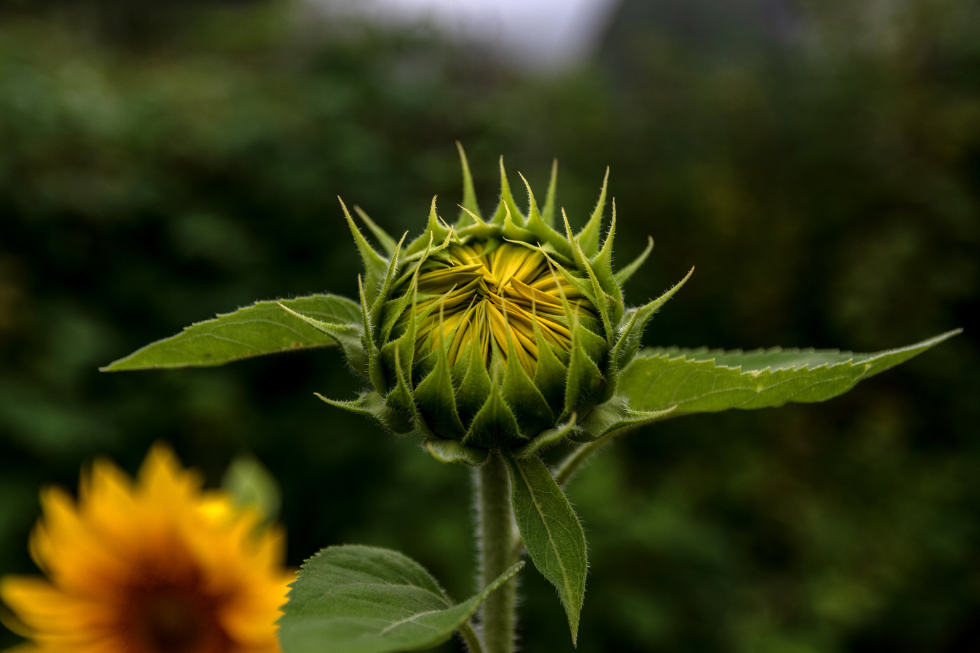 Цветок солнца