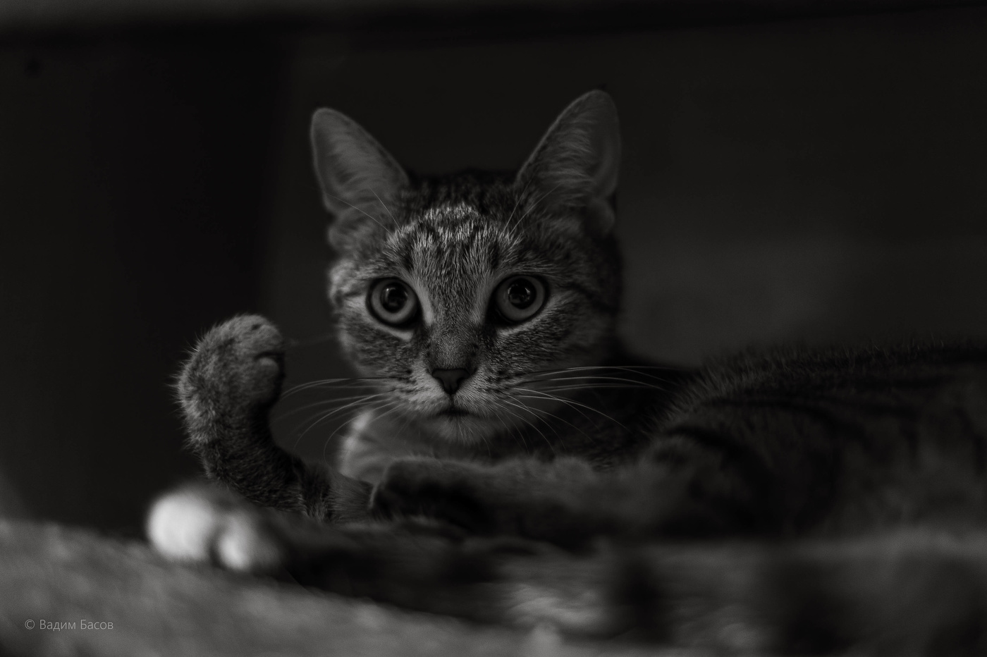 Видишь кулак, Хозяин?