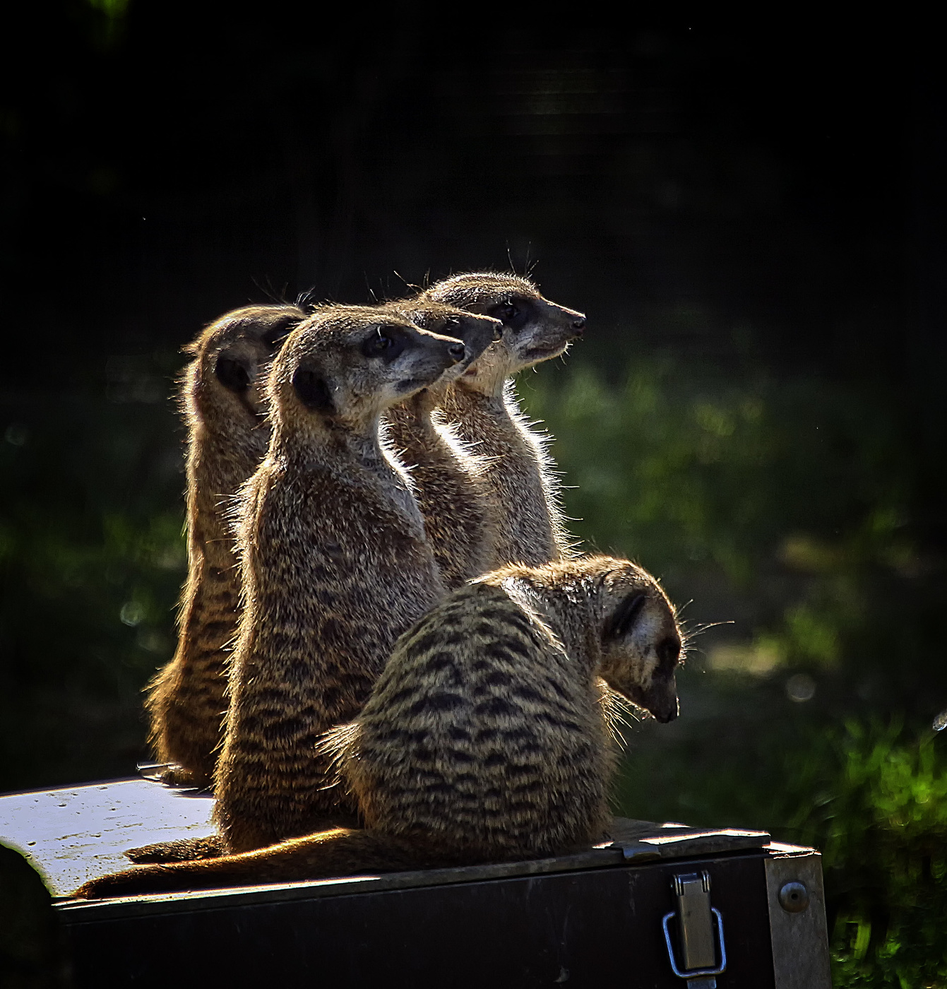 О сурикатах