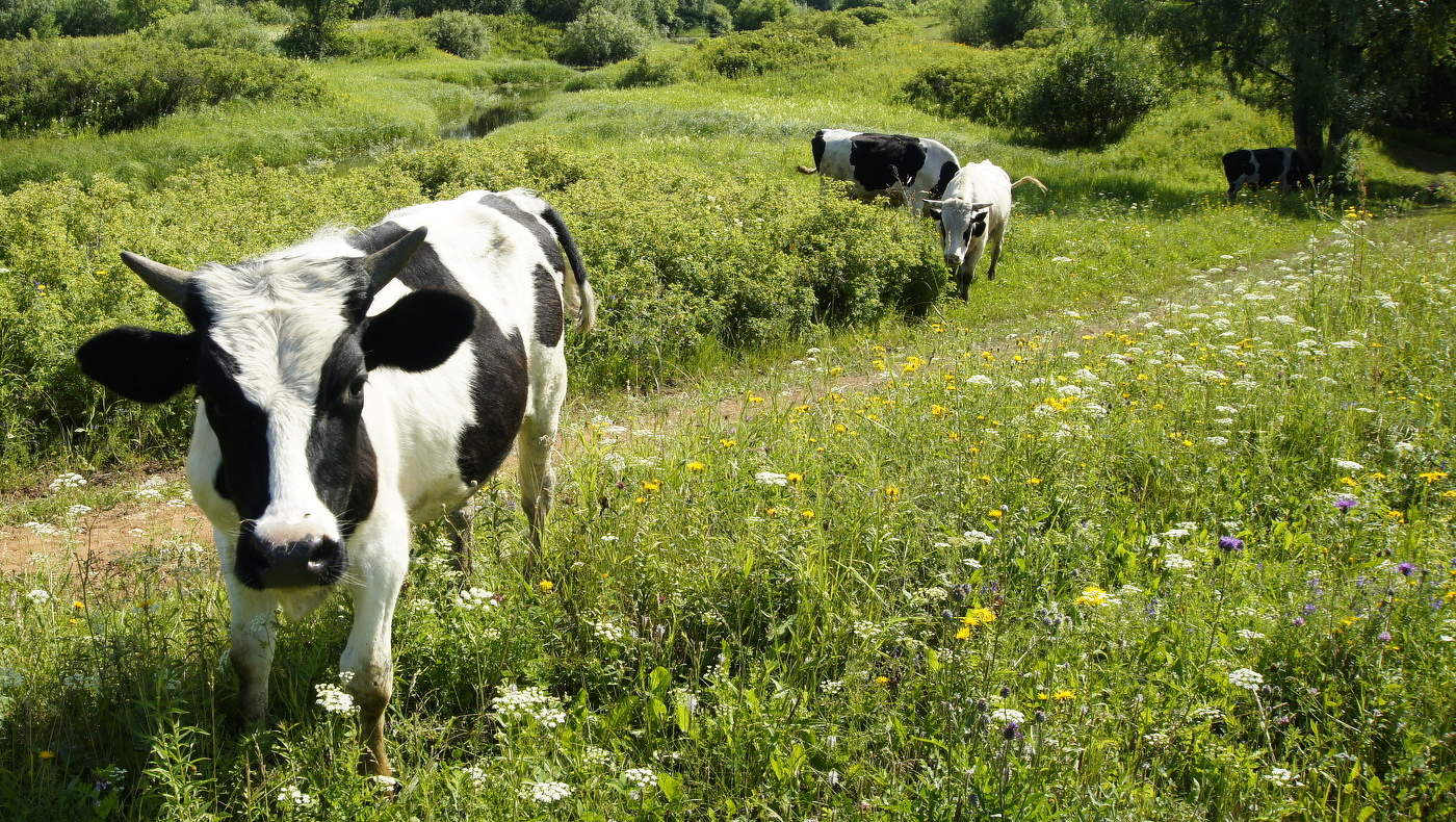 С водопоя...
