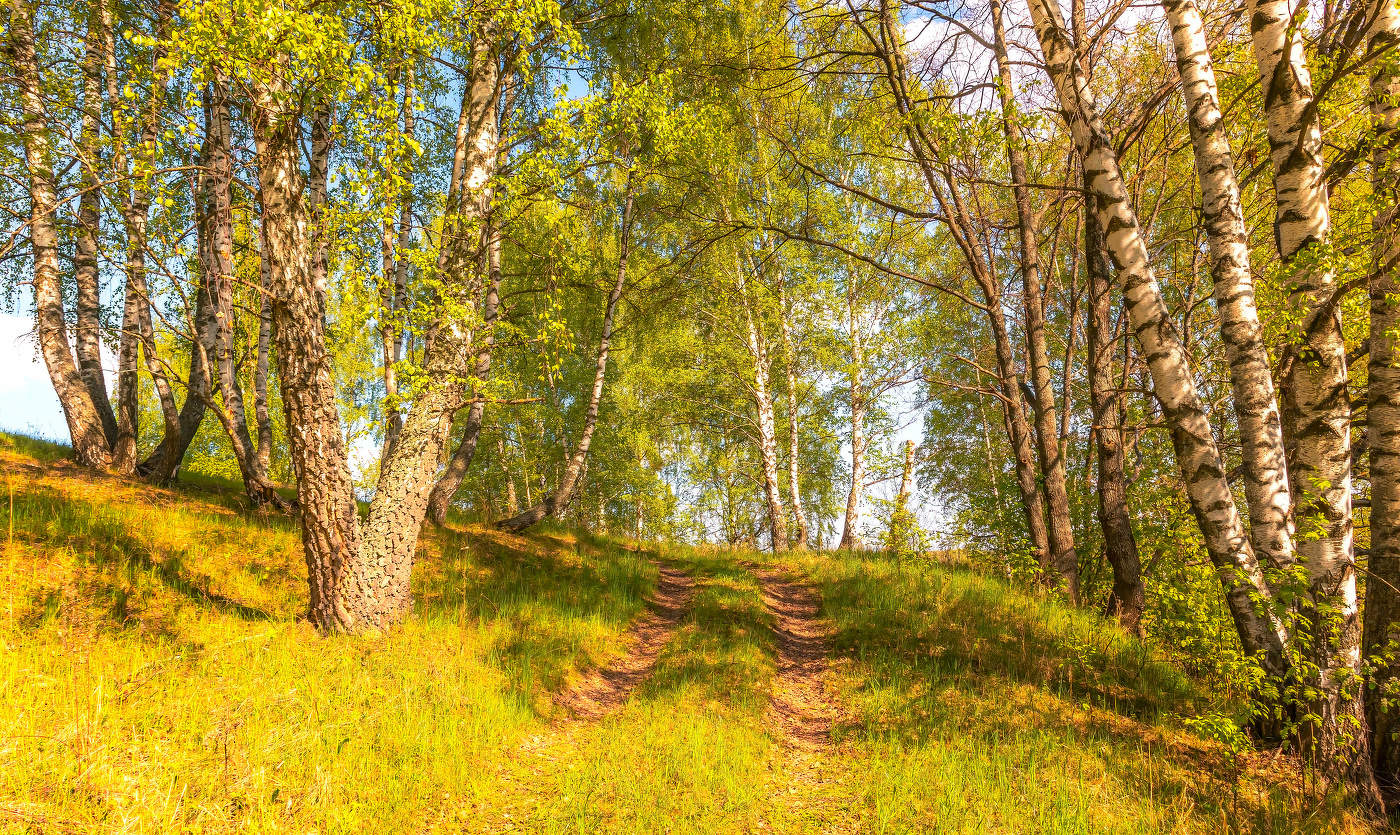 В берёзовую рощу.