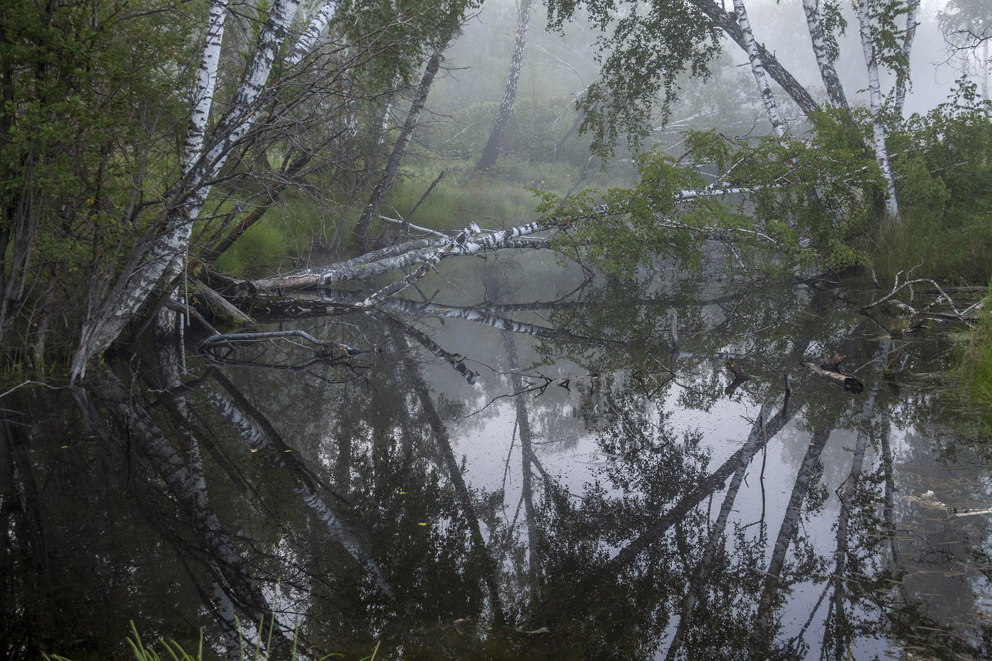 Утро. Туман. Болото.