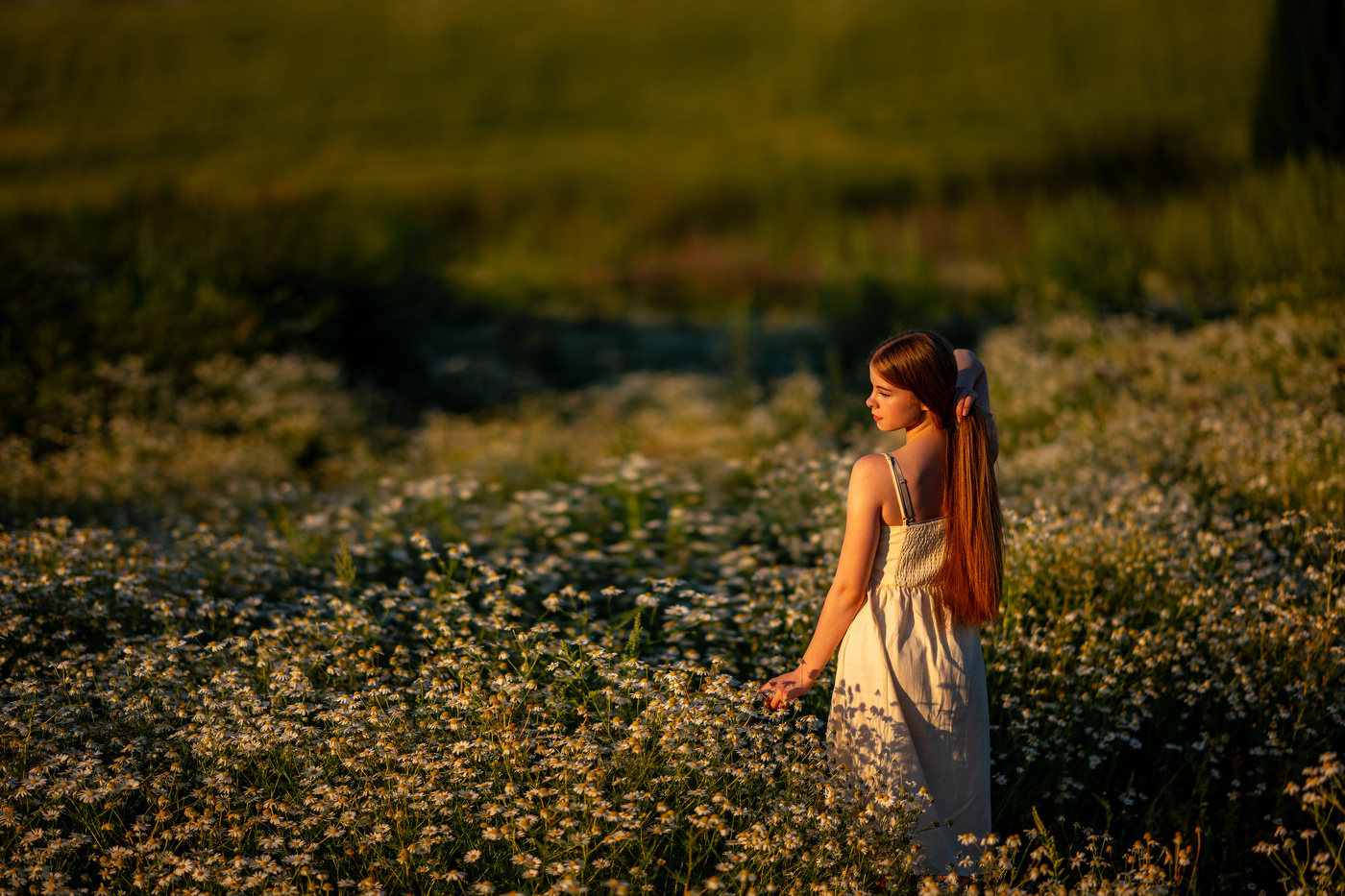 В ромашковом поле