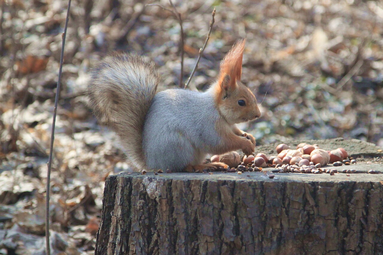 Сказка о царе Салтане