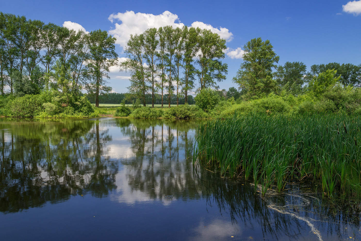 Летний день...