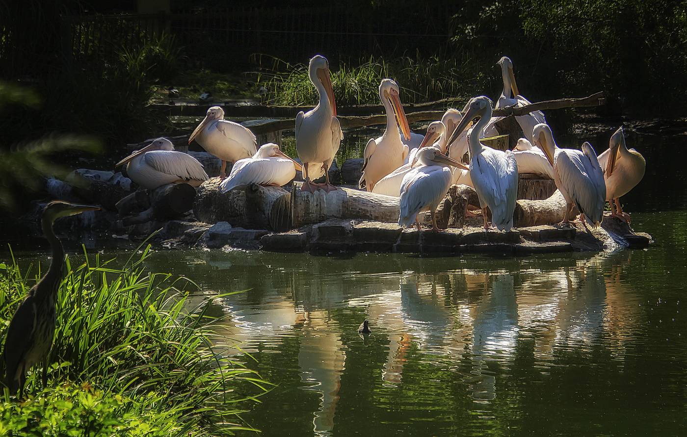 На пеликаньем острове