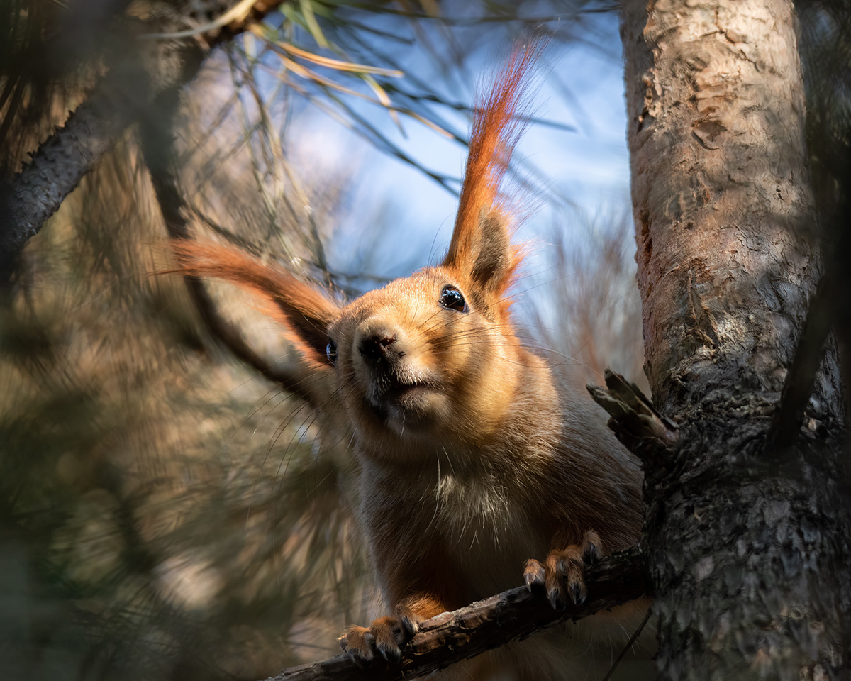 Любопытство