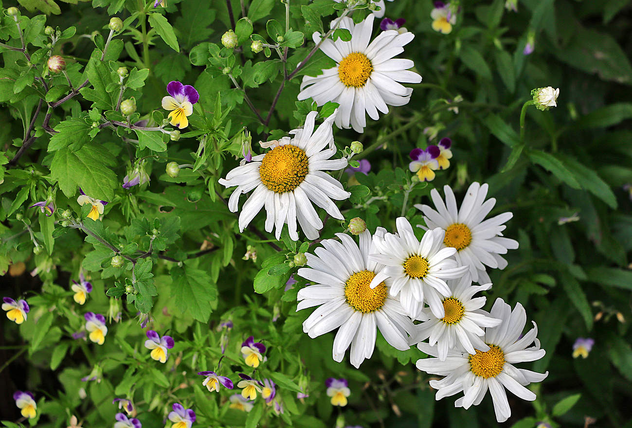 Летняя красота