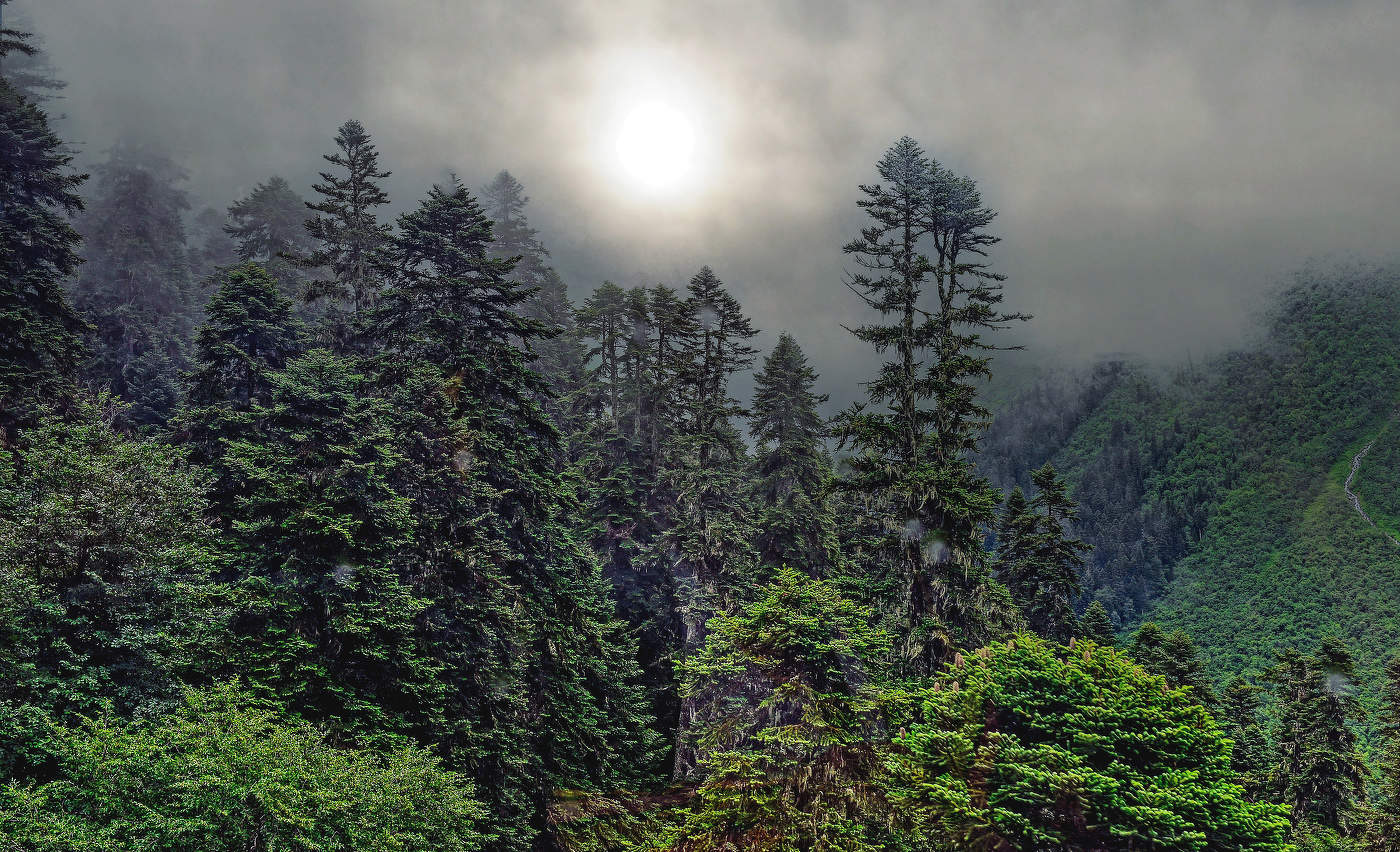 Туман в горах Домбая.