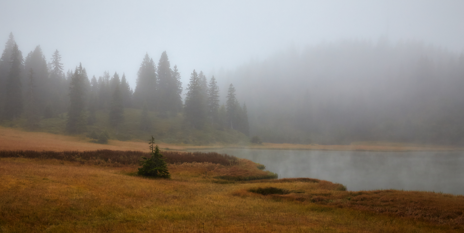 туманное утро