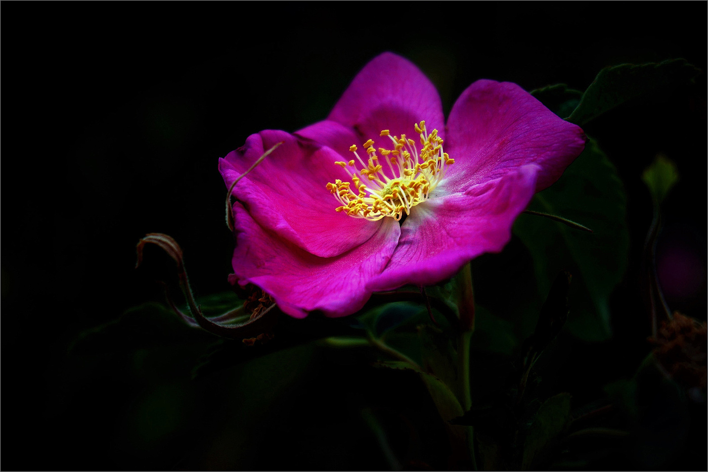 Цветёт шиповник дикий...