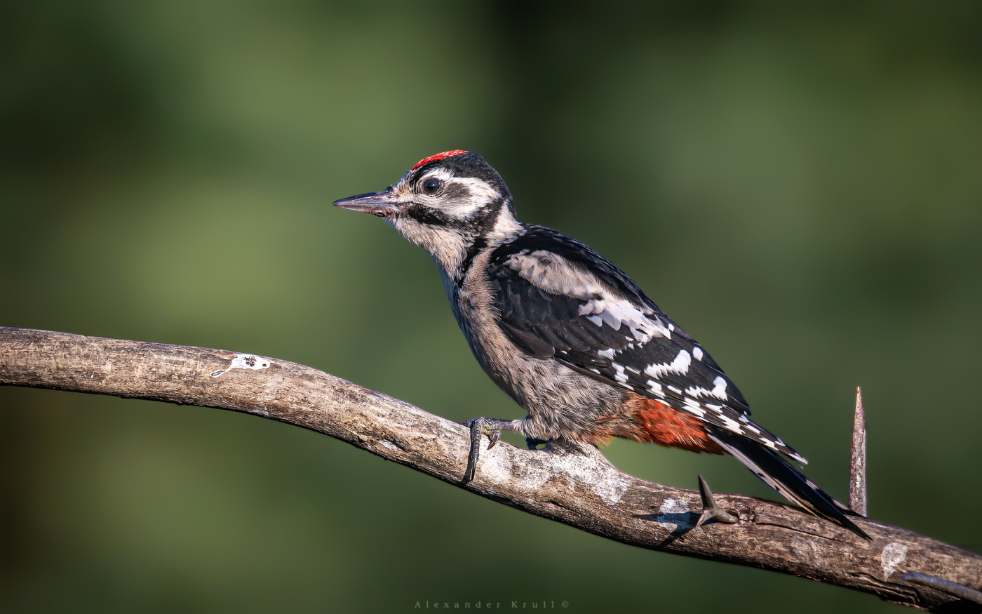 Утро с дятлом