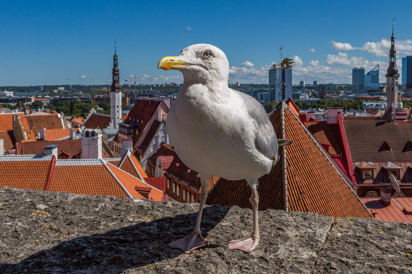 С высоты птичьего стояния