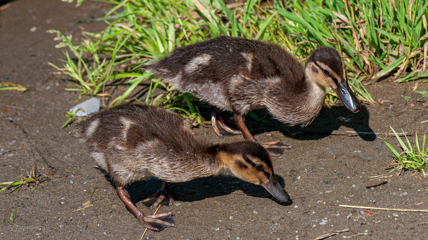 Утята кряквы.