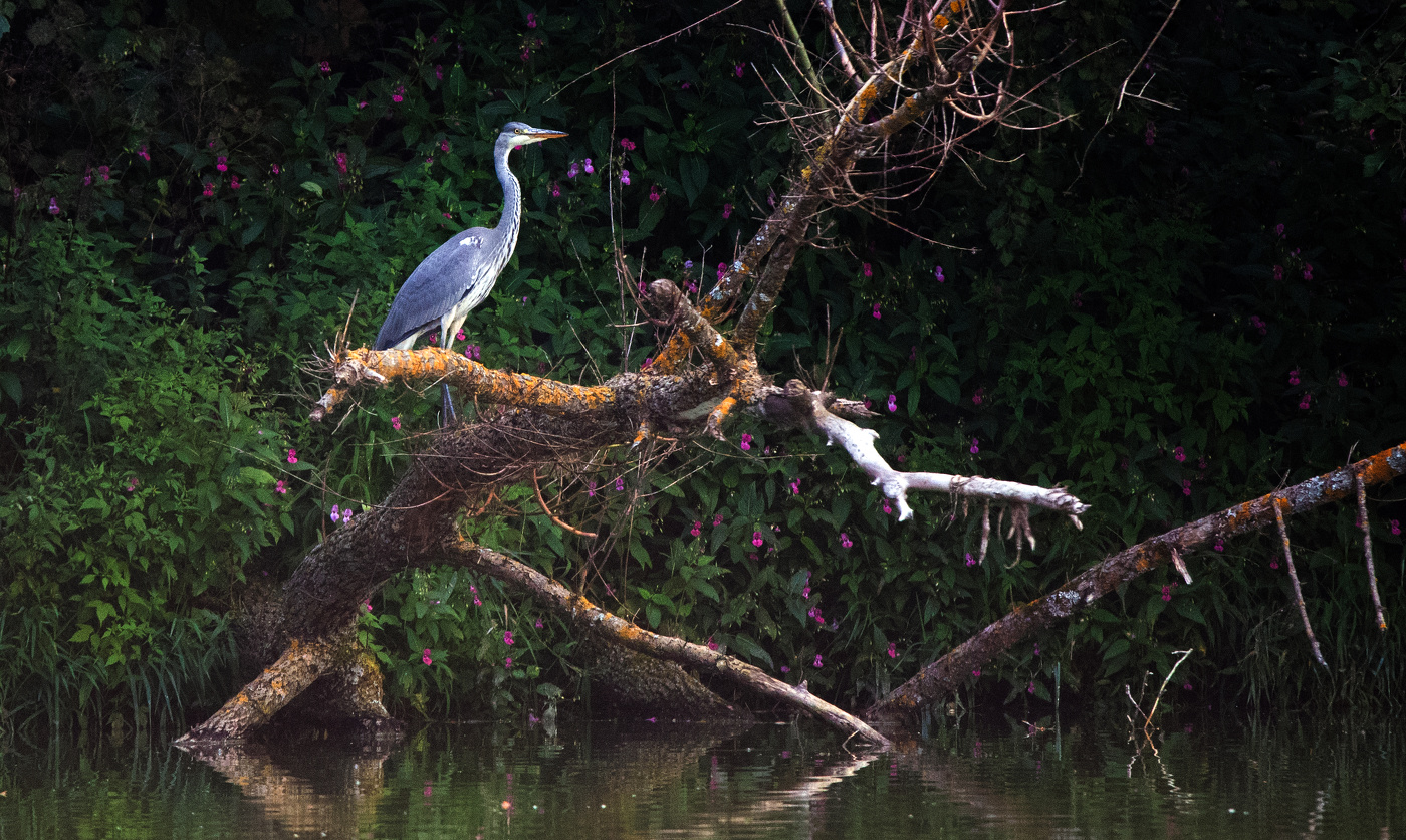 Серая цапля.