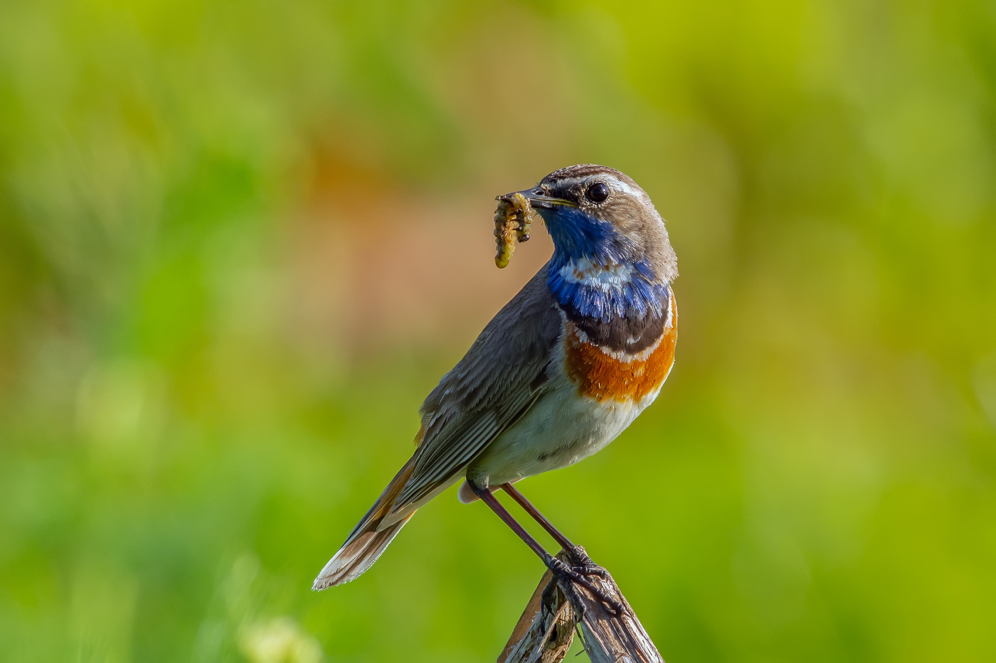 кормящий отец
