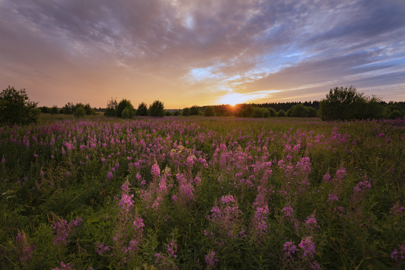 Сезон Иван-чая