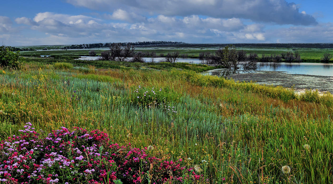 Разнотравье лета.