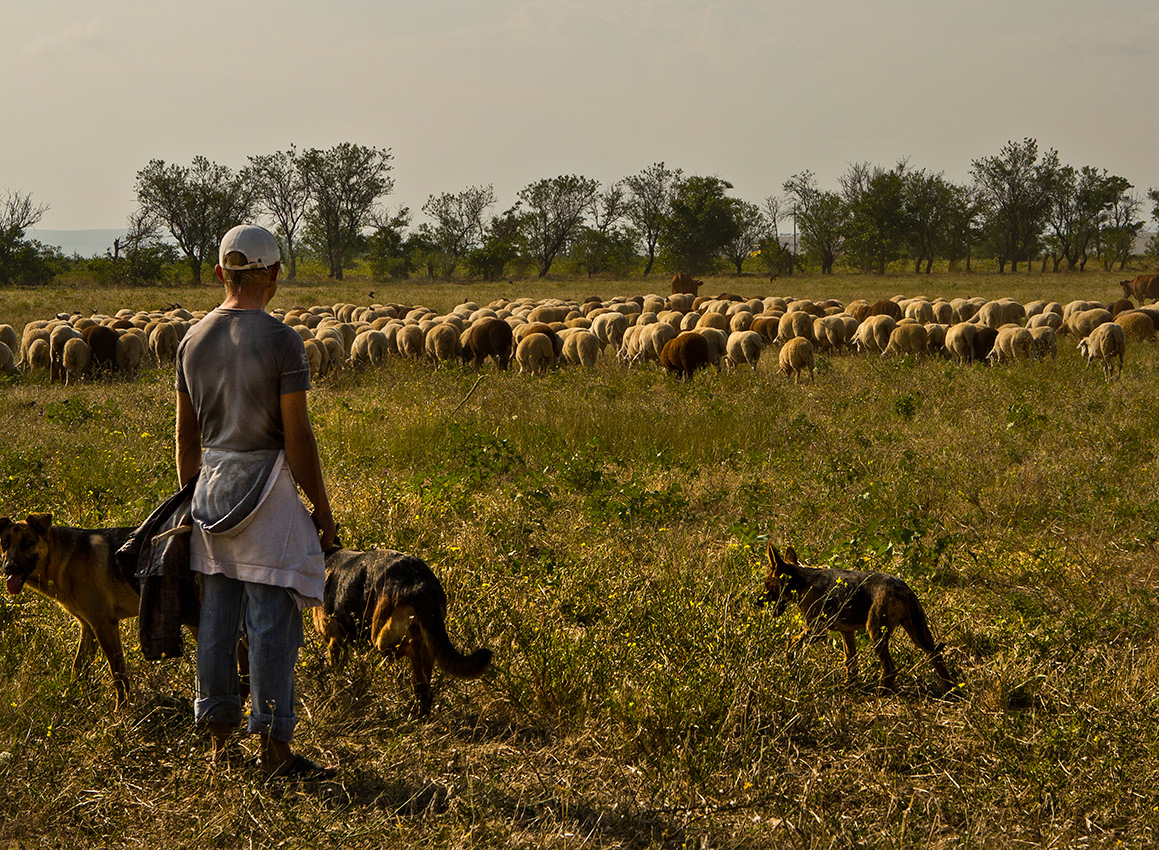 Пастух и его овцы