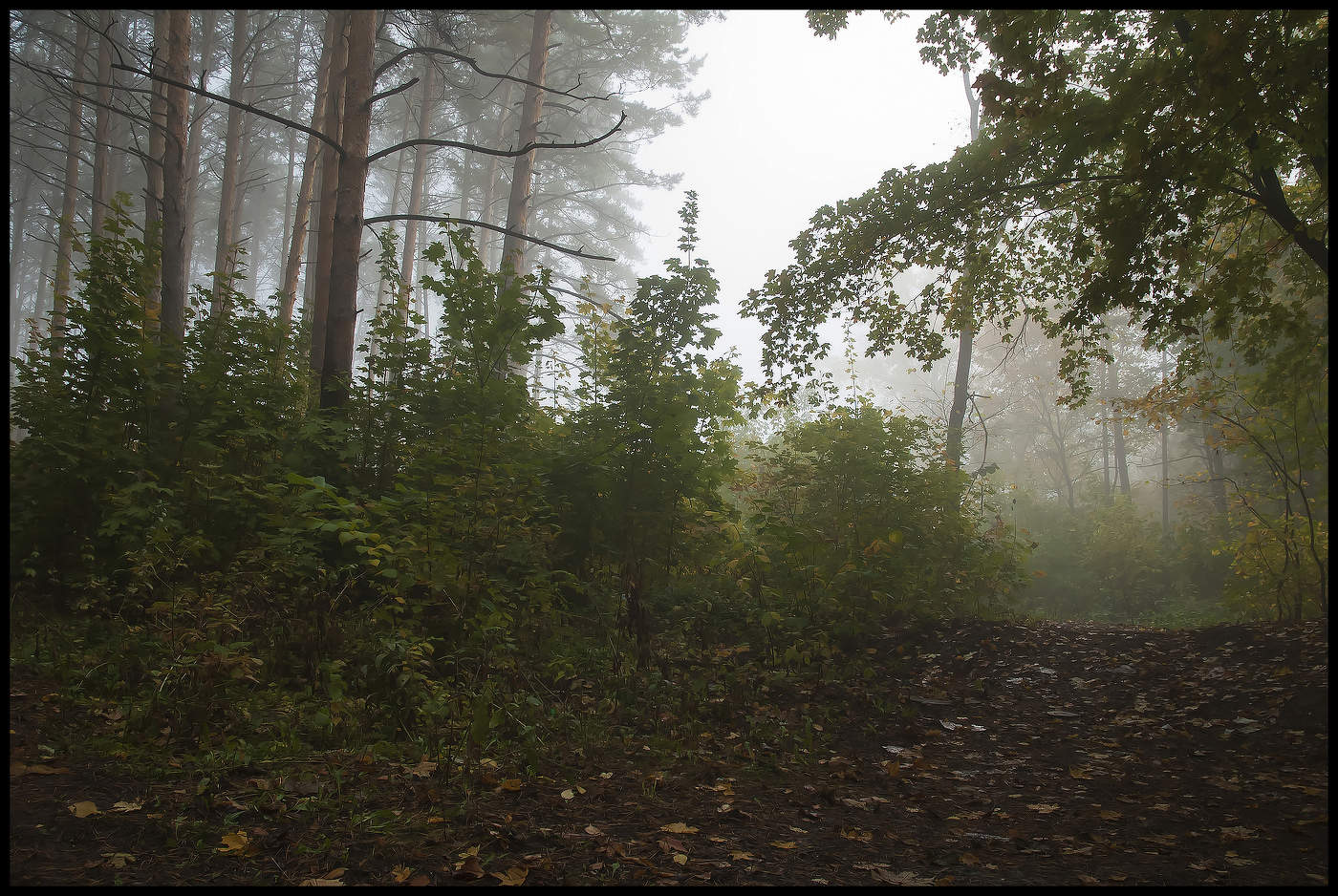 Утро в лесу