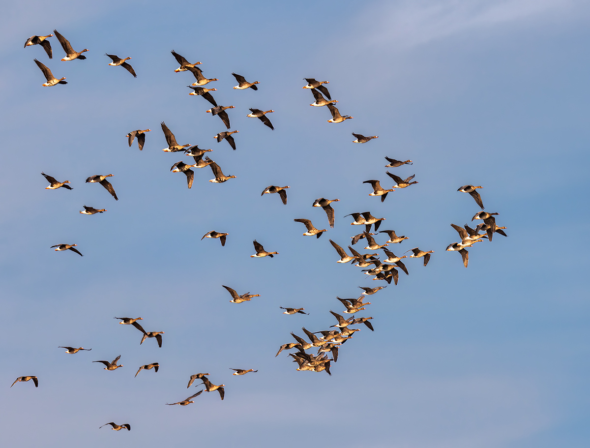 Гуси тянутся на север