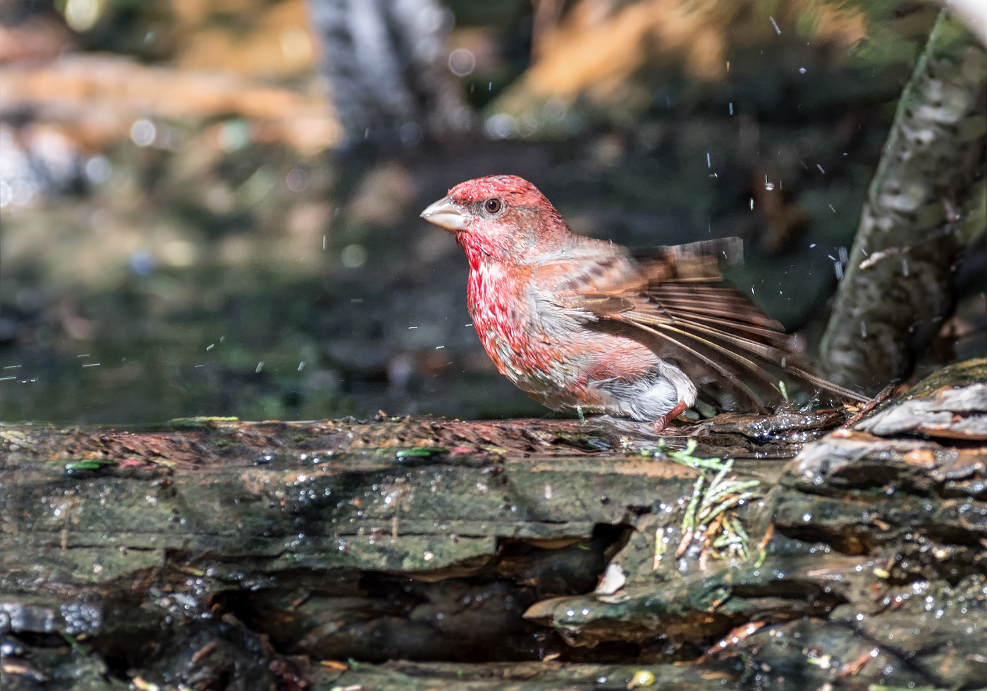 Чечевица - красный воробей.