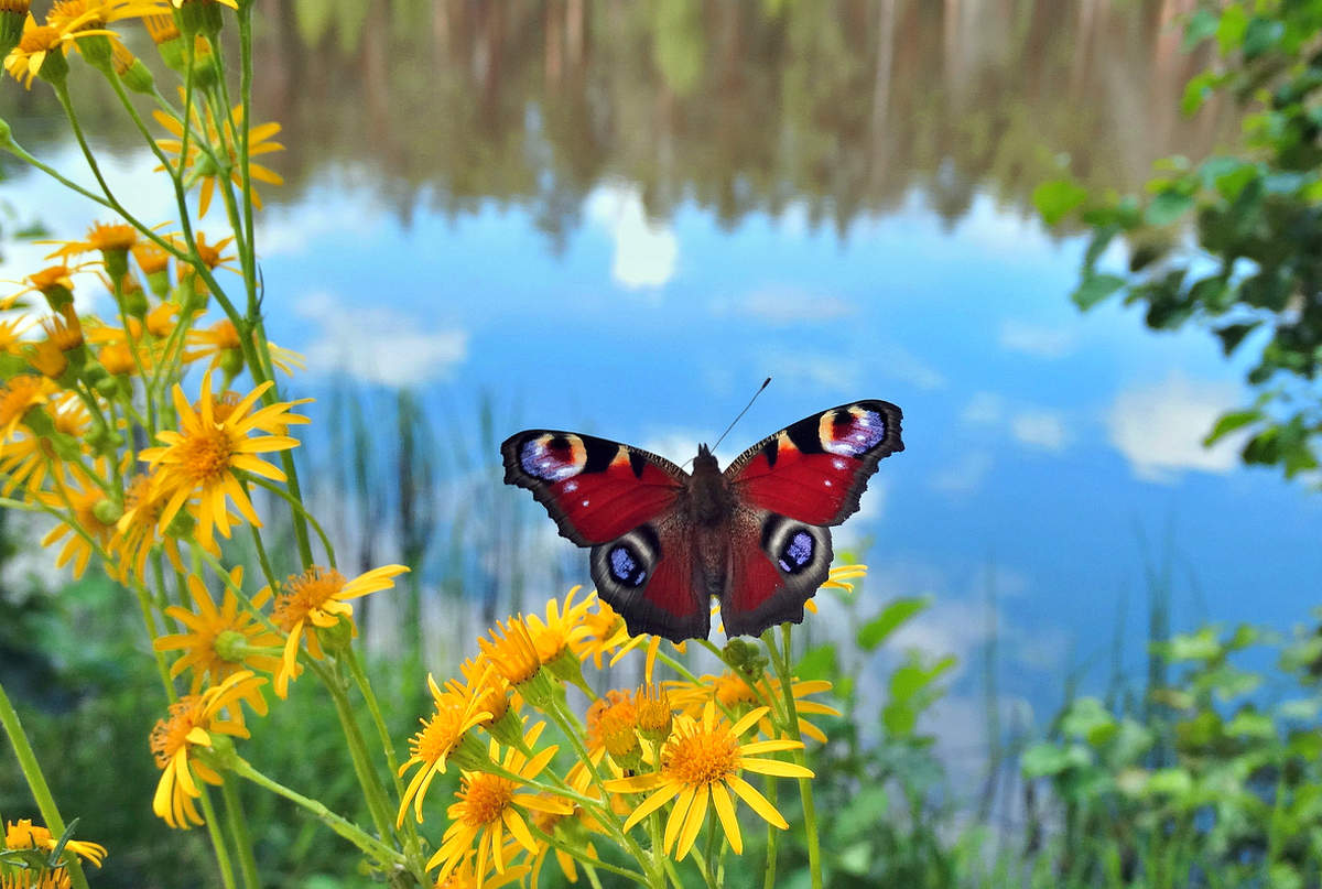 На берегу озера на цветах