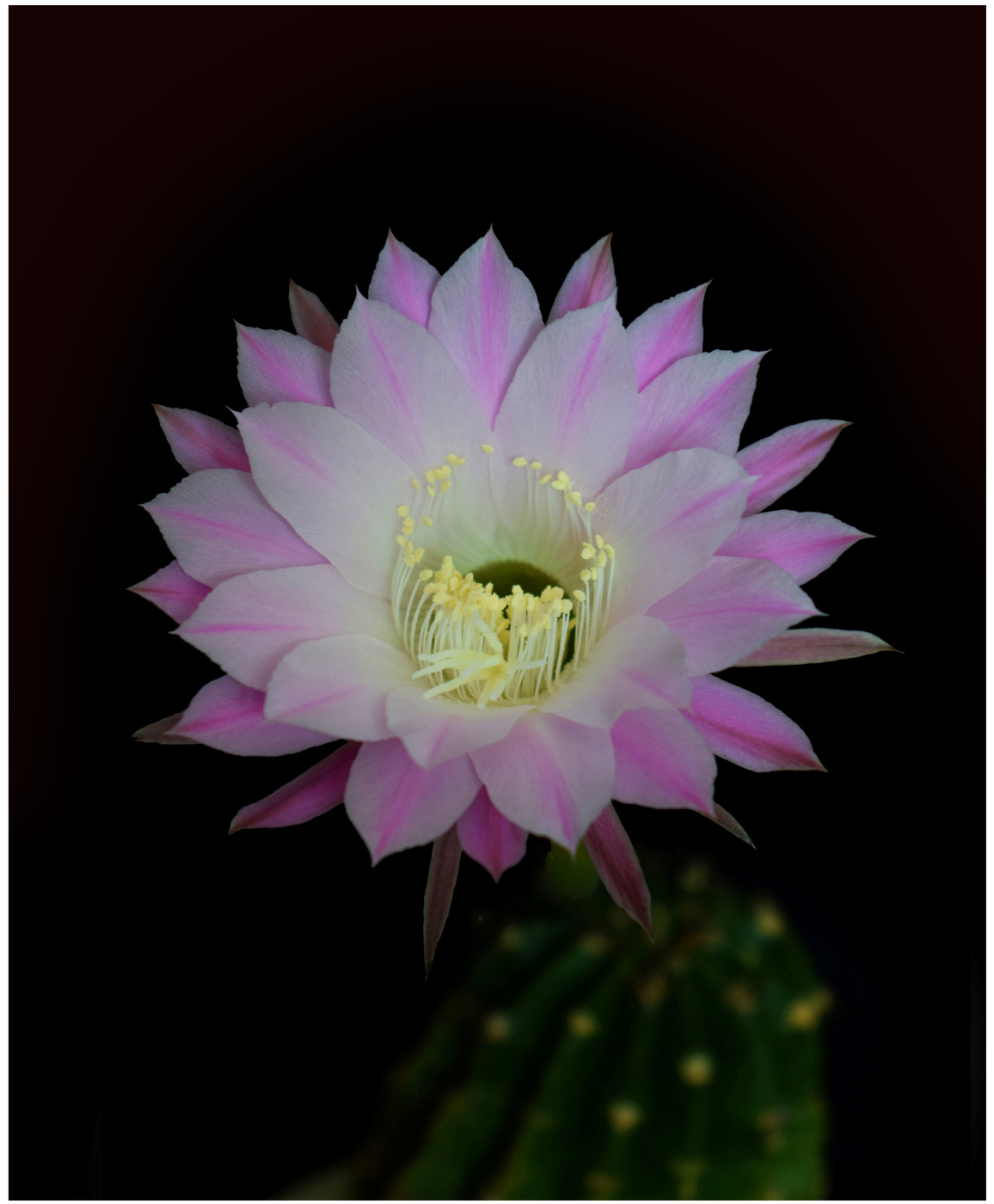 Кактус зацвел