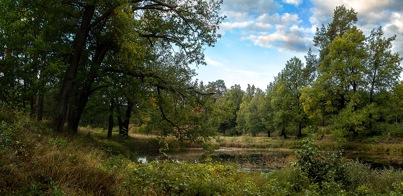 Лес чудес. 2