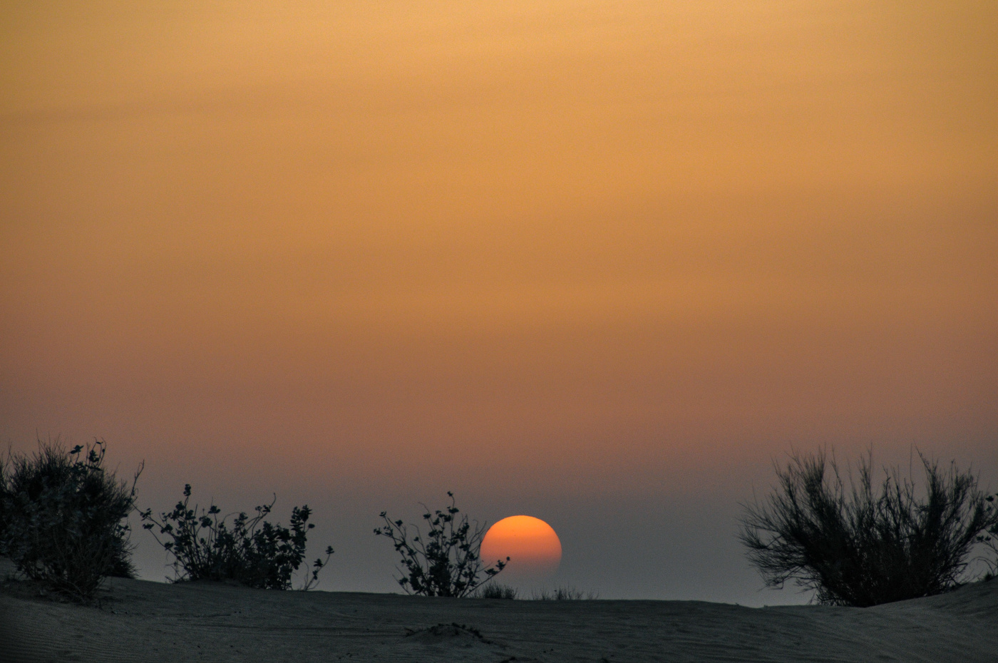 Пустынное утро