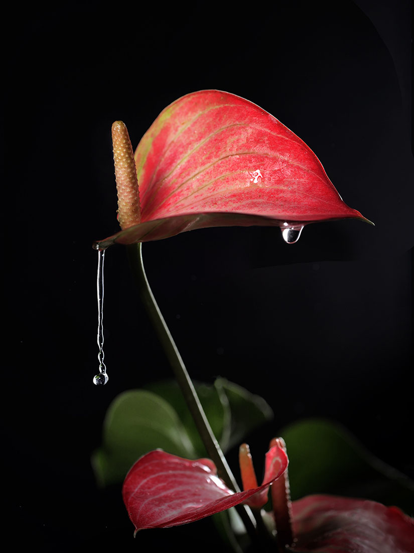 Вот так капля