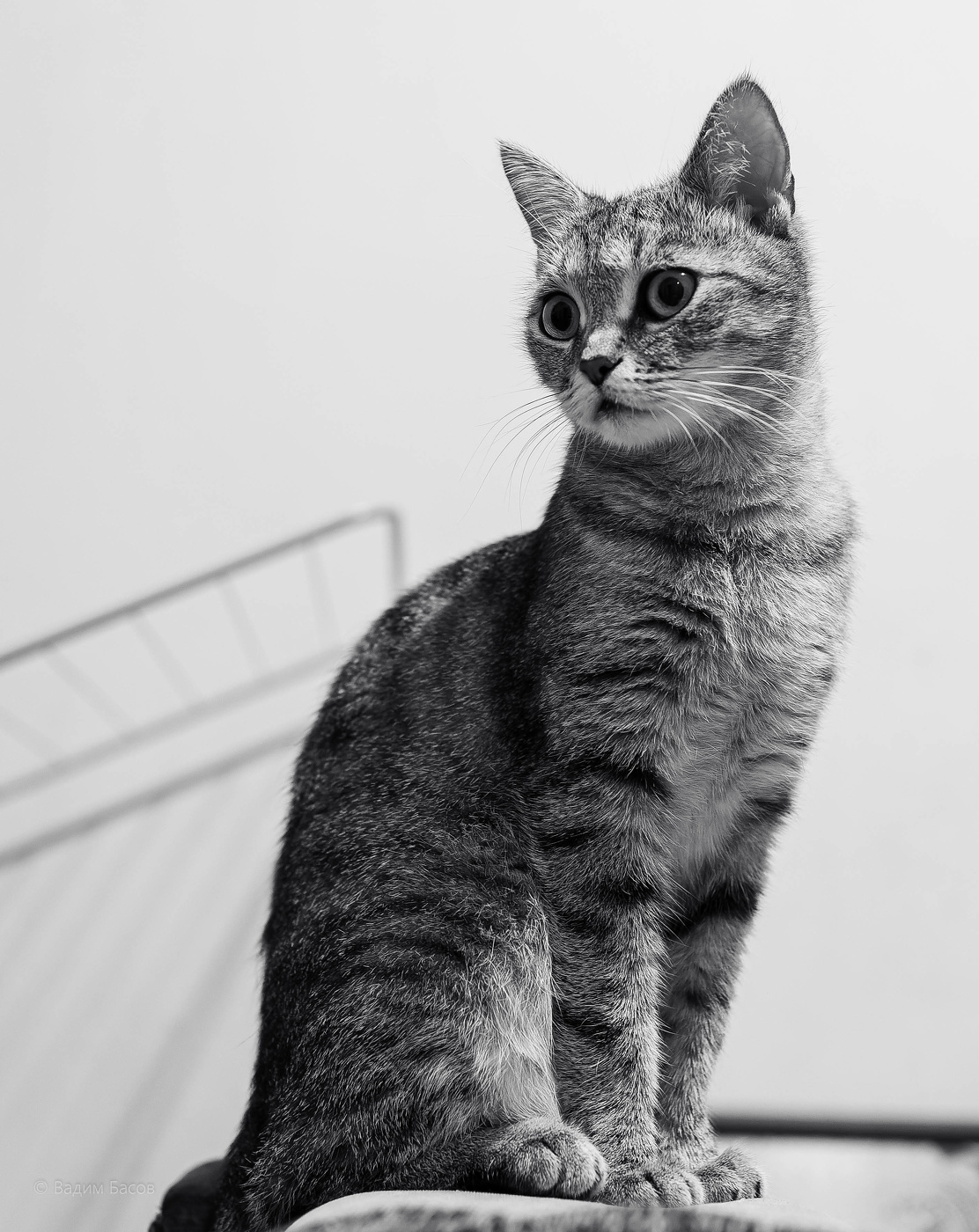 Тот, кто не может понять свою кошку, не может понять вообще ничего.