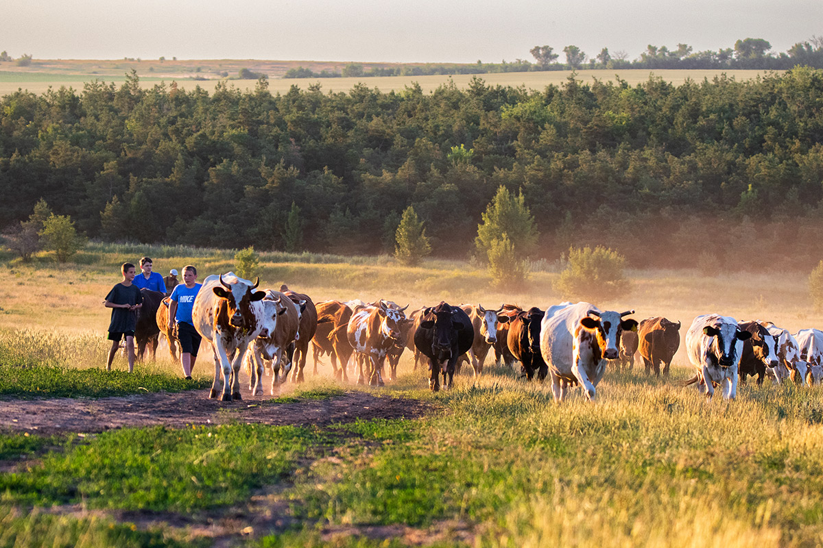 Пылят по домам