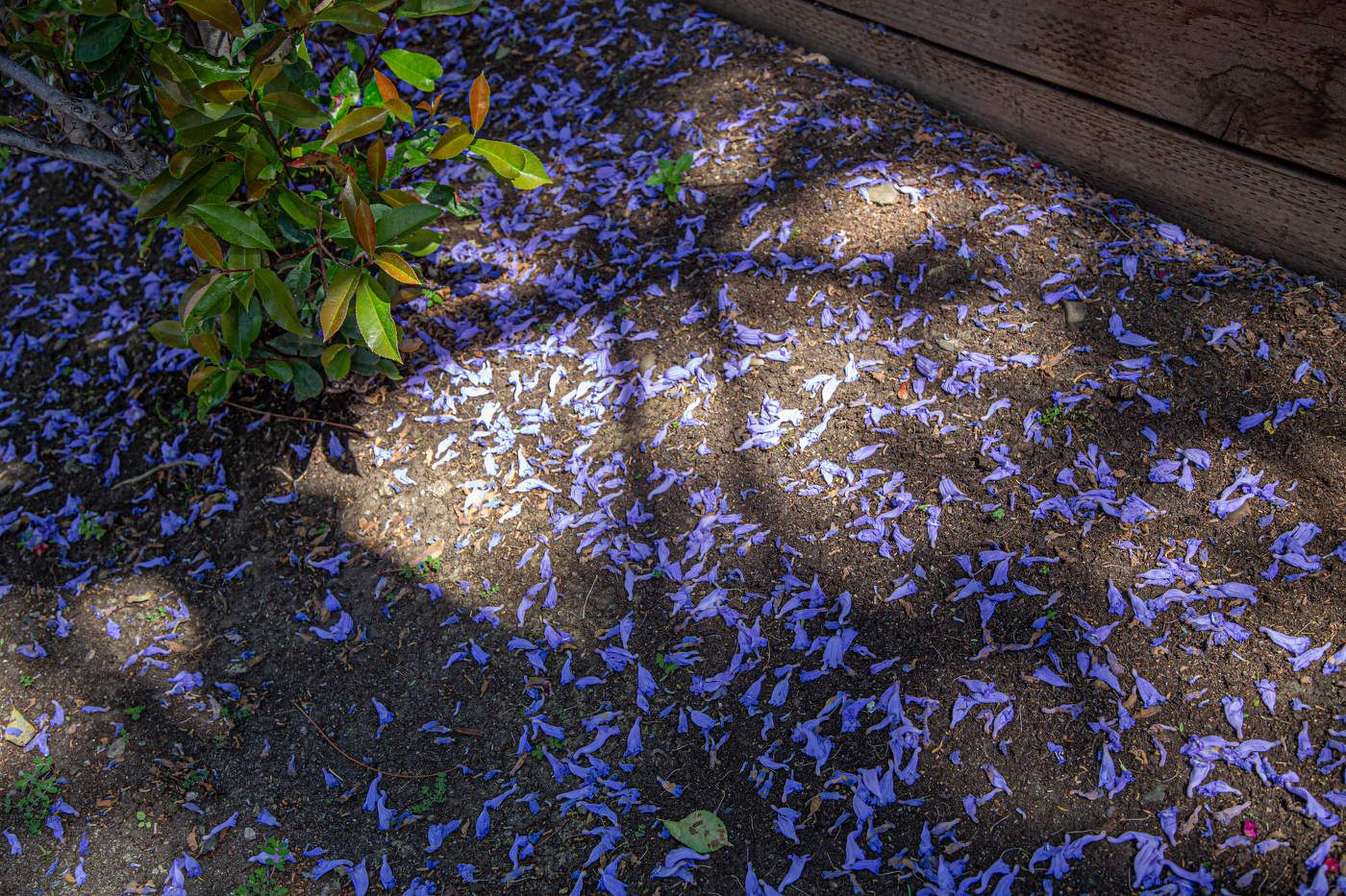 Опавшие лепестки