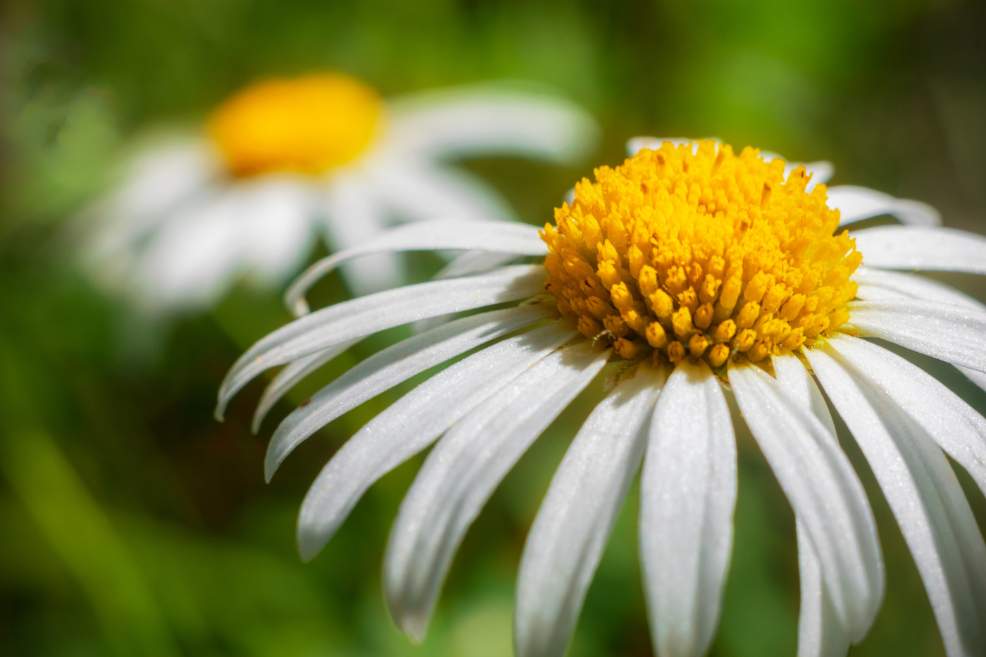 Раз ромашка, два ромашка...