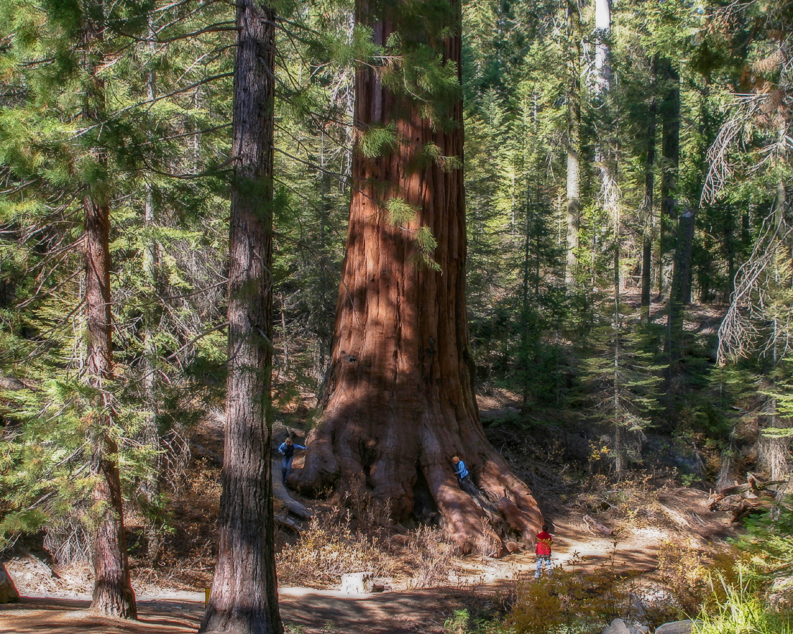 Гигантская секвойя