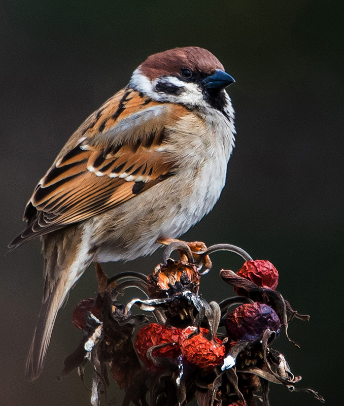 Парадный портрет Его Высочества.