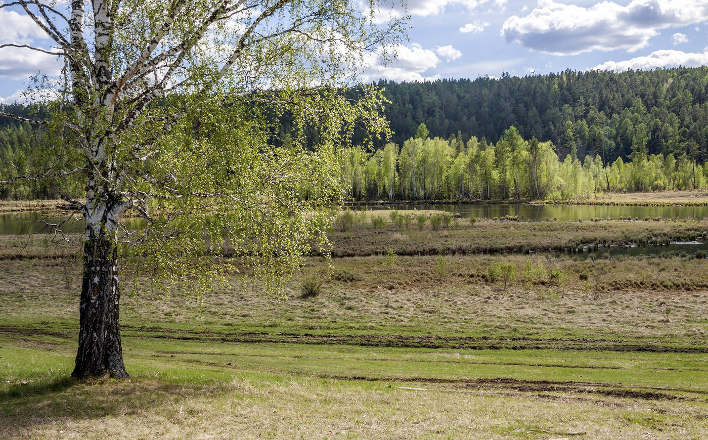 Зелень весны