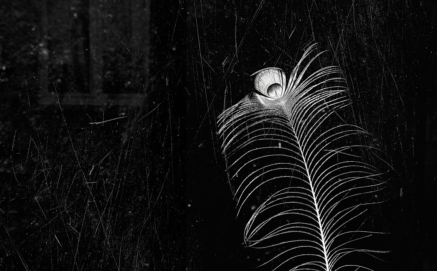 перо жар - птицы