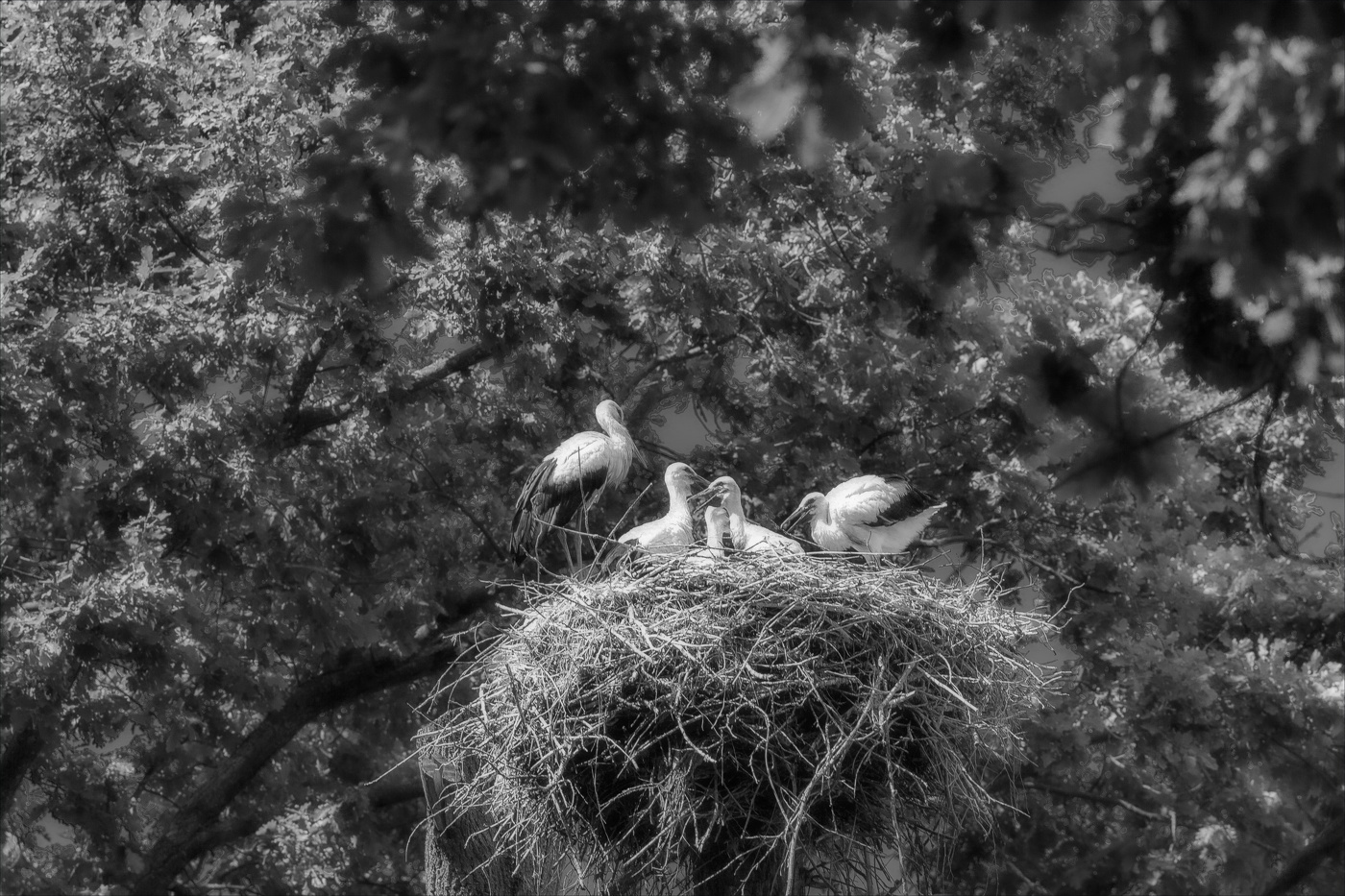 УМИРОТВОРЕНИЕ