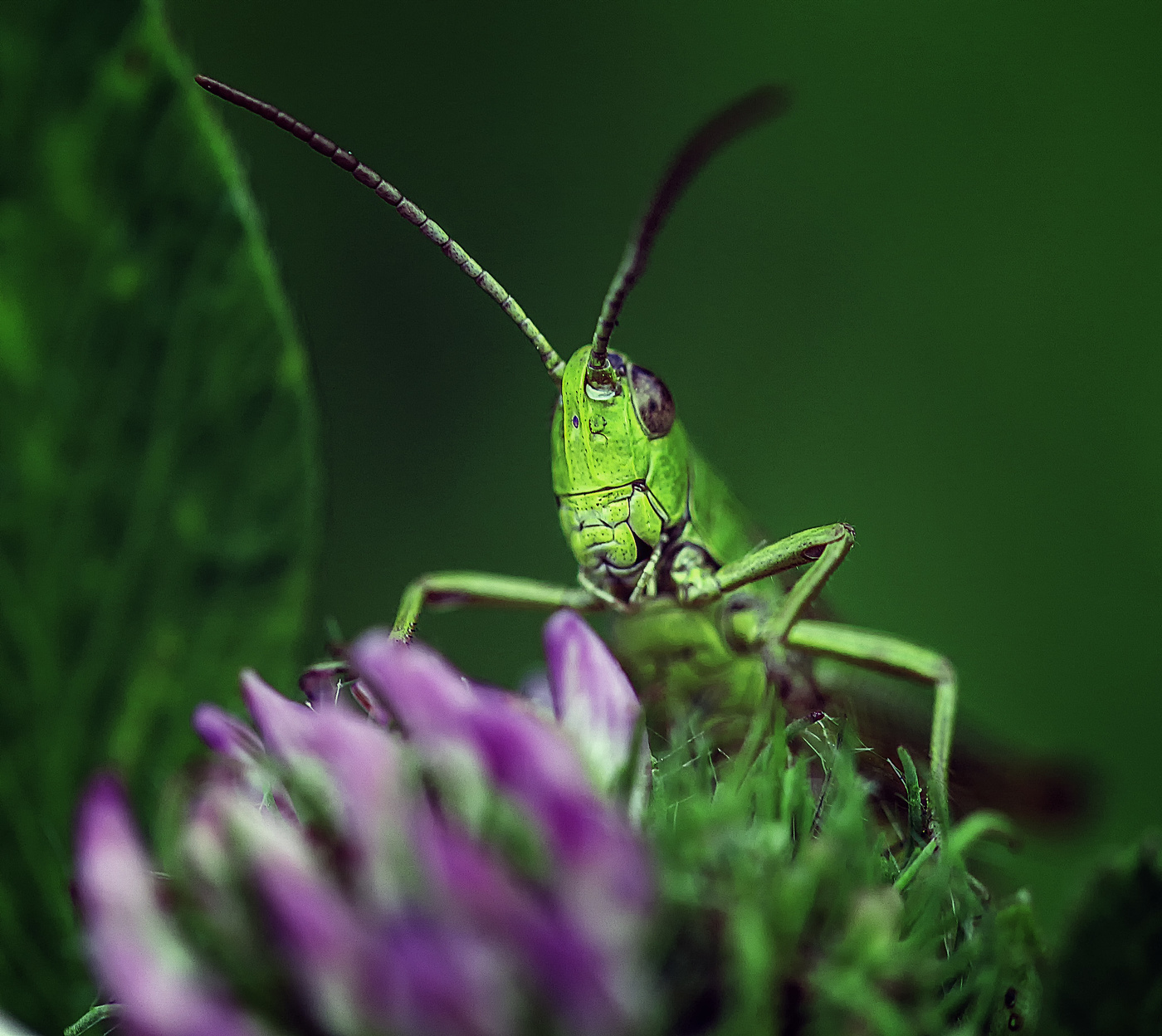 Здрасте вам