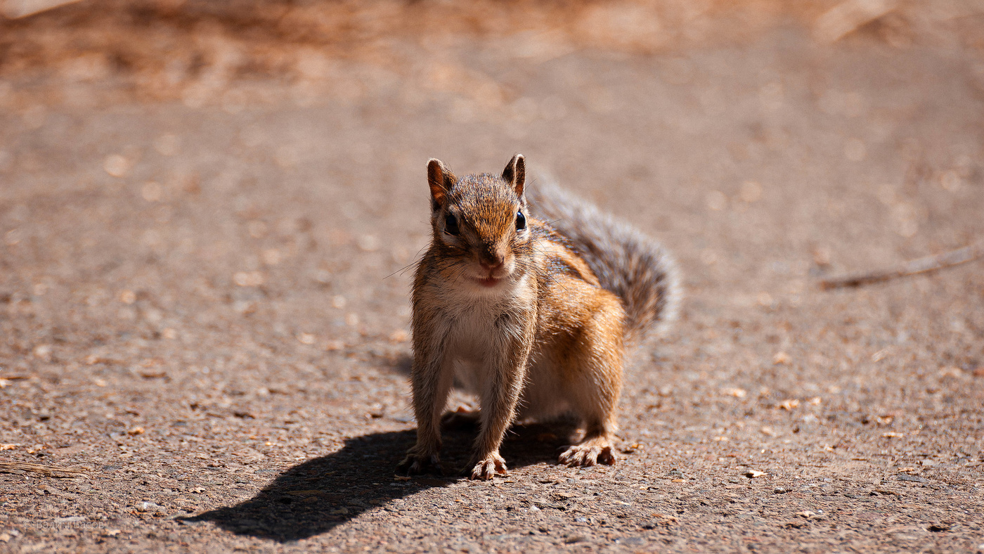 Полосатая мимимишность.
