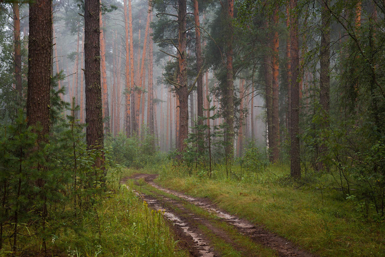 Утро в лесу