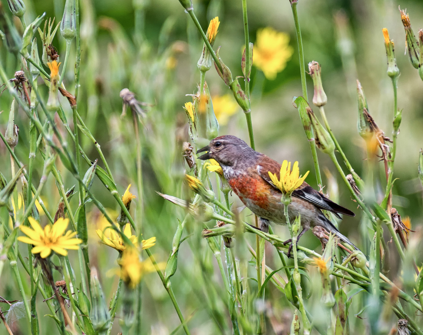 Коноплянка