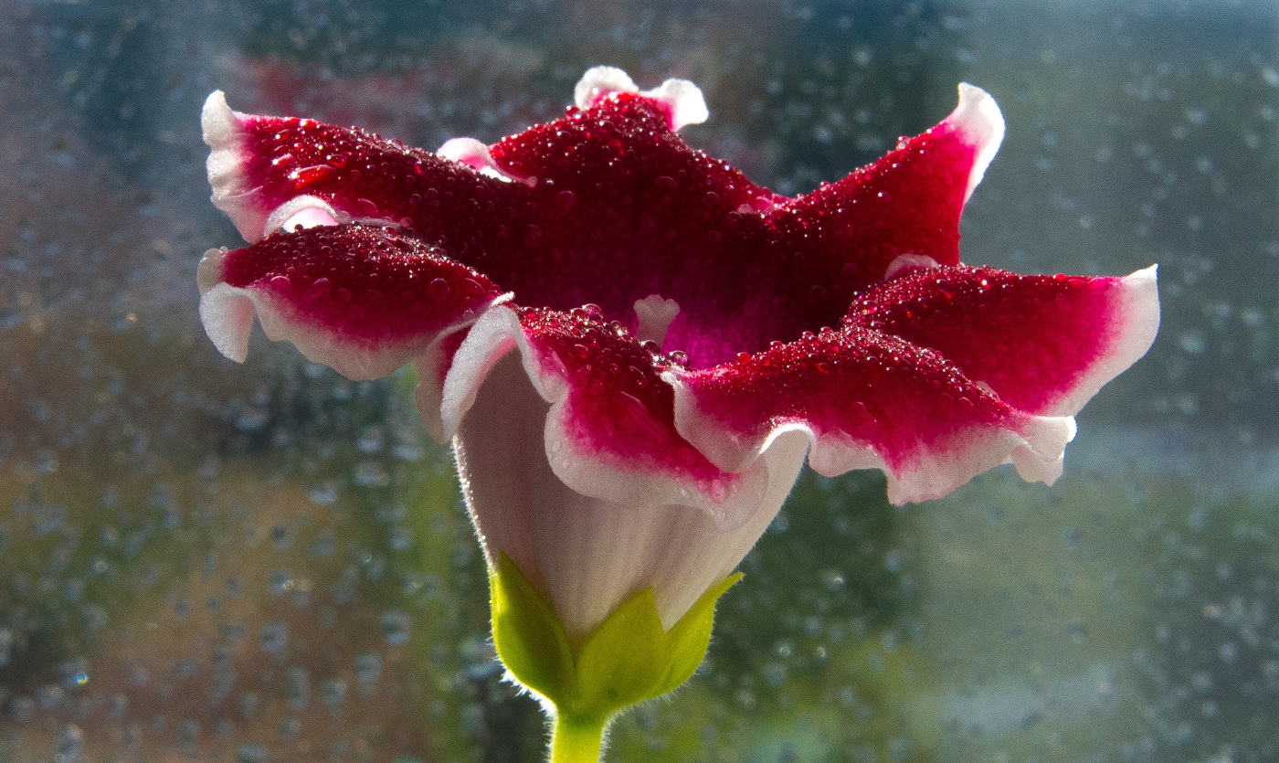 Цветет глоксиния.