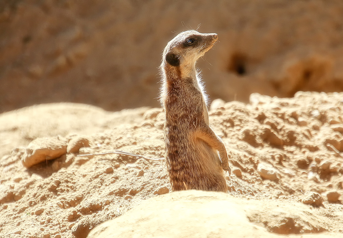 Среди песков