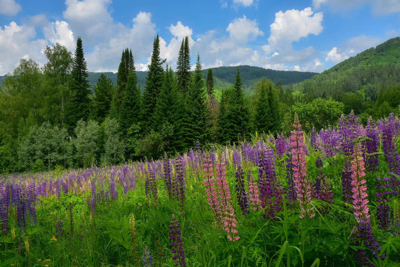 Июньский день