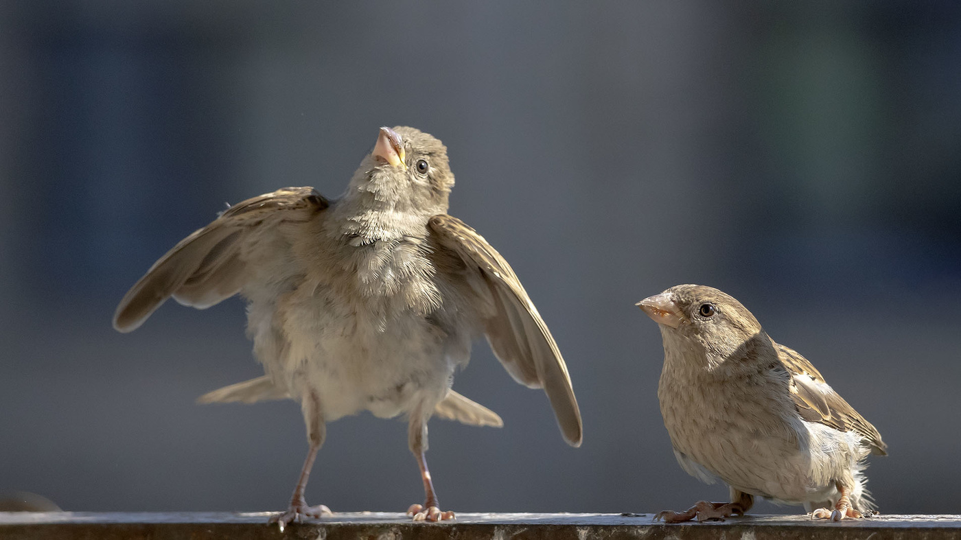 Счас спою!!!!!