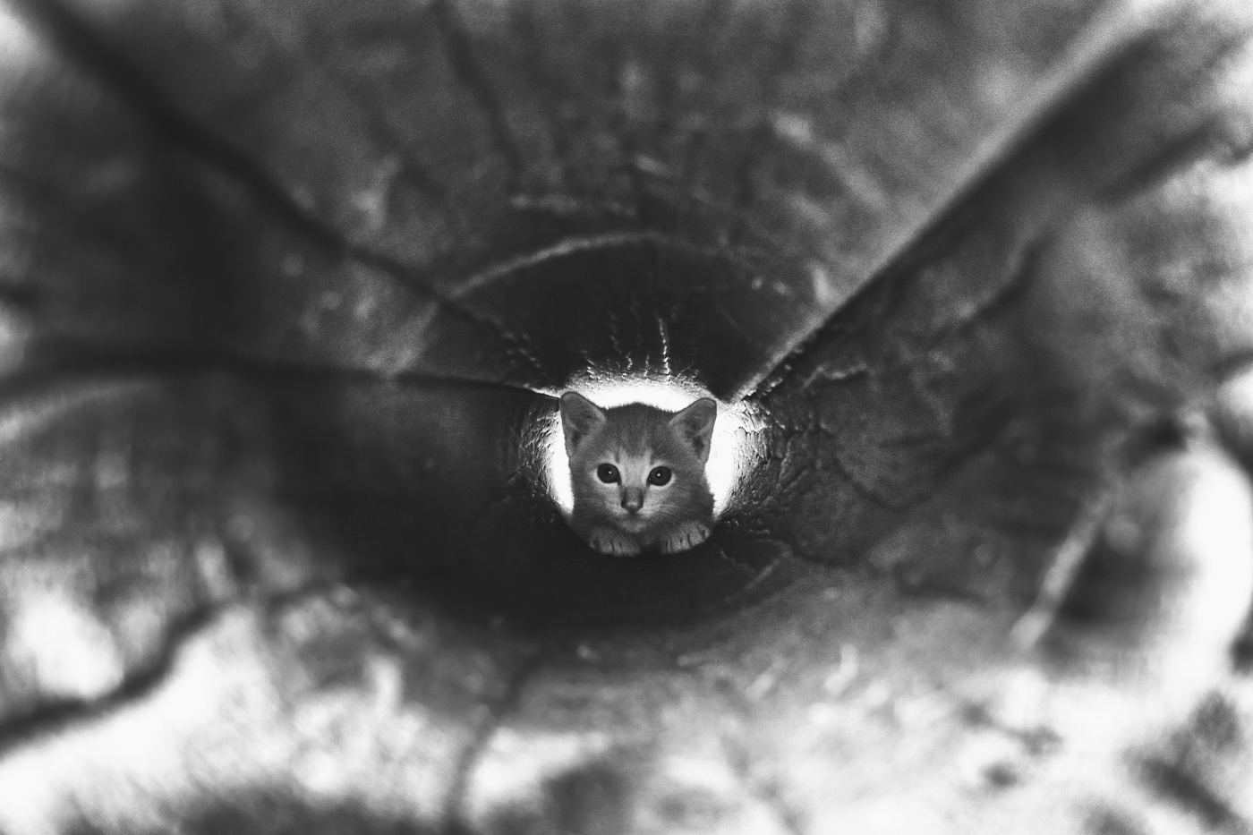 Жизнь вокруг