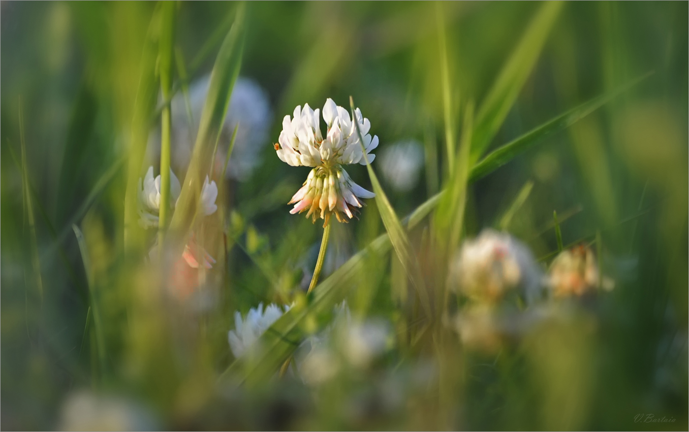 Частичка лета